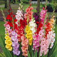 Gladiolus, Begonia, Iris, Liatris, Crocosmia, Lilium, Dahlia - Sommerblumen-Beet-Mix 1,5 m² - Sommerzwiebeln