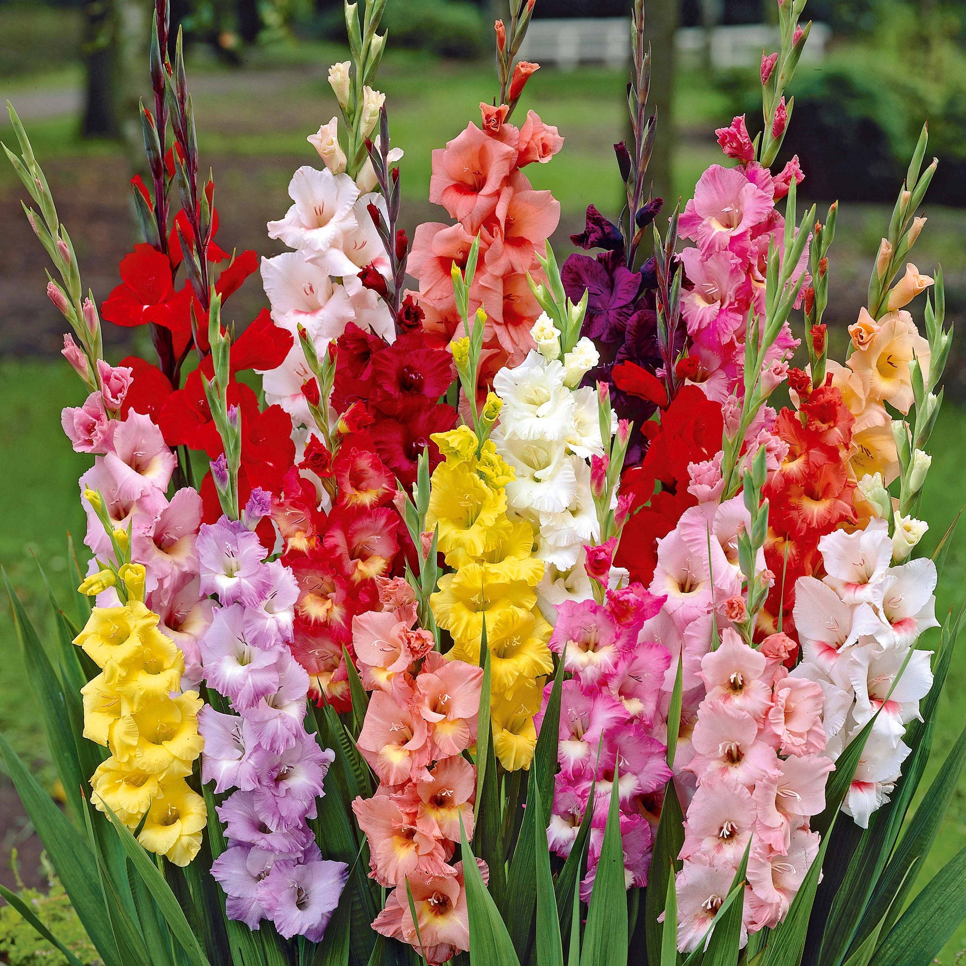 Gladiolus, Begonia, Iris, Liatris, Crocosmia, Lilium, Dahlia - Sommerblumen-Beet-Mix 1,5 m² - Sommerzwiebeln