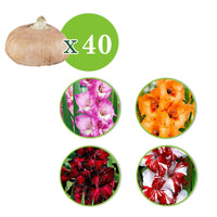 Großblütige Gladiolen Mischung (x40) - Gladiolus 'Back Surprise', 'Peter Pears', 'Fairytale Pink', 'Koi Pursuit' - Bakker