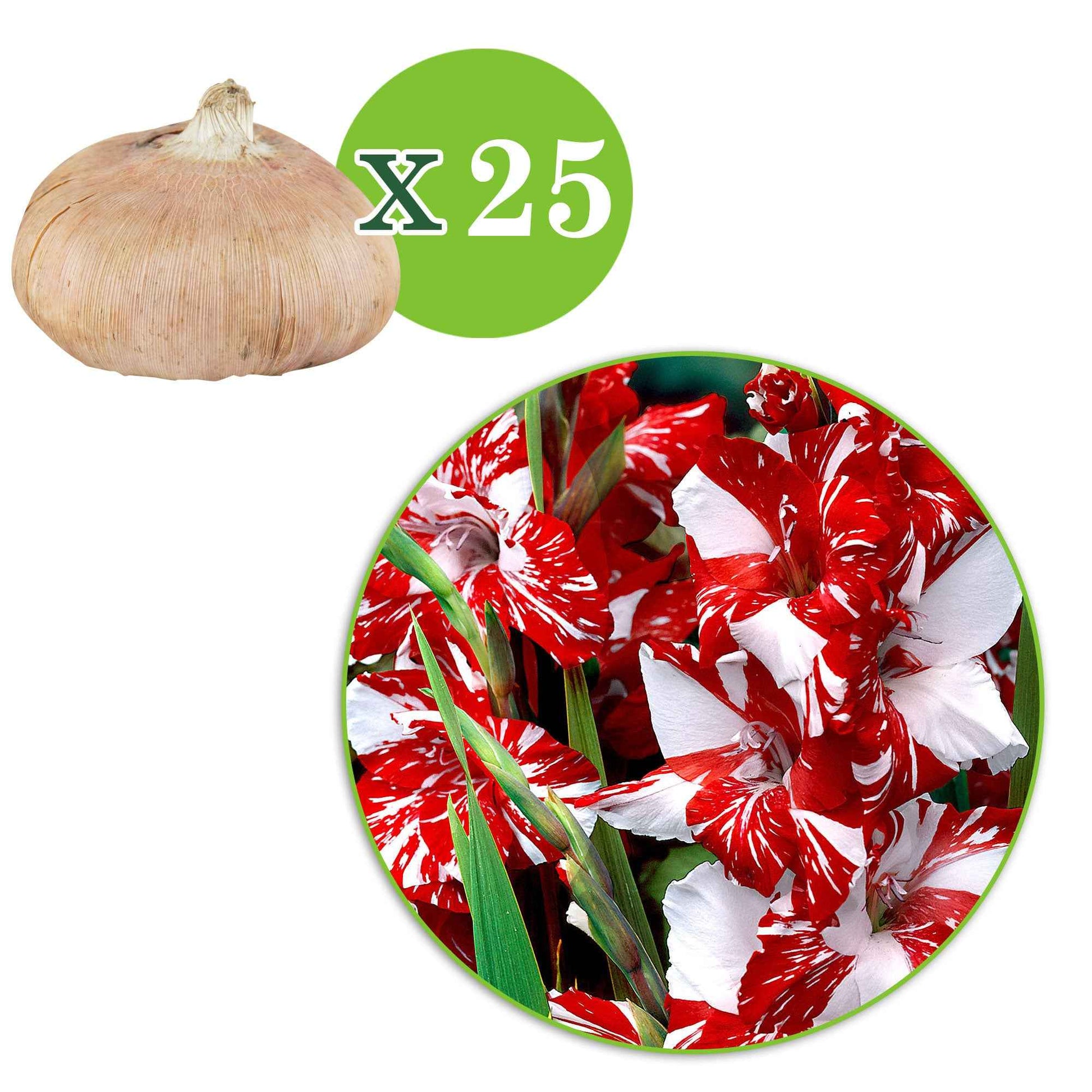 Gladiole-Zwiebeln - Großblütige Gladiole 'Zizanie' (x25) - Gladiolus zizanie