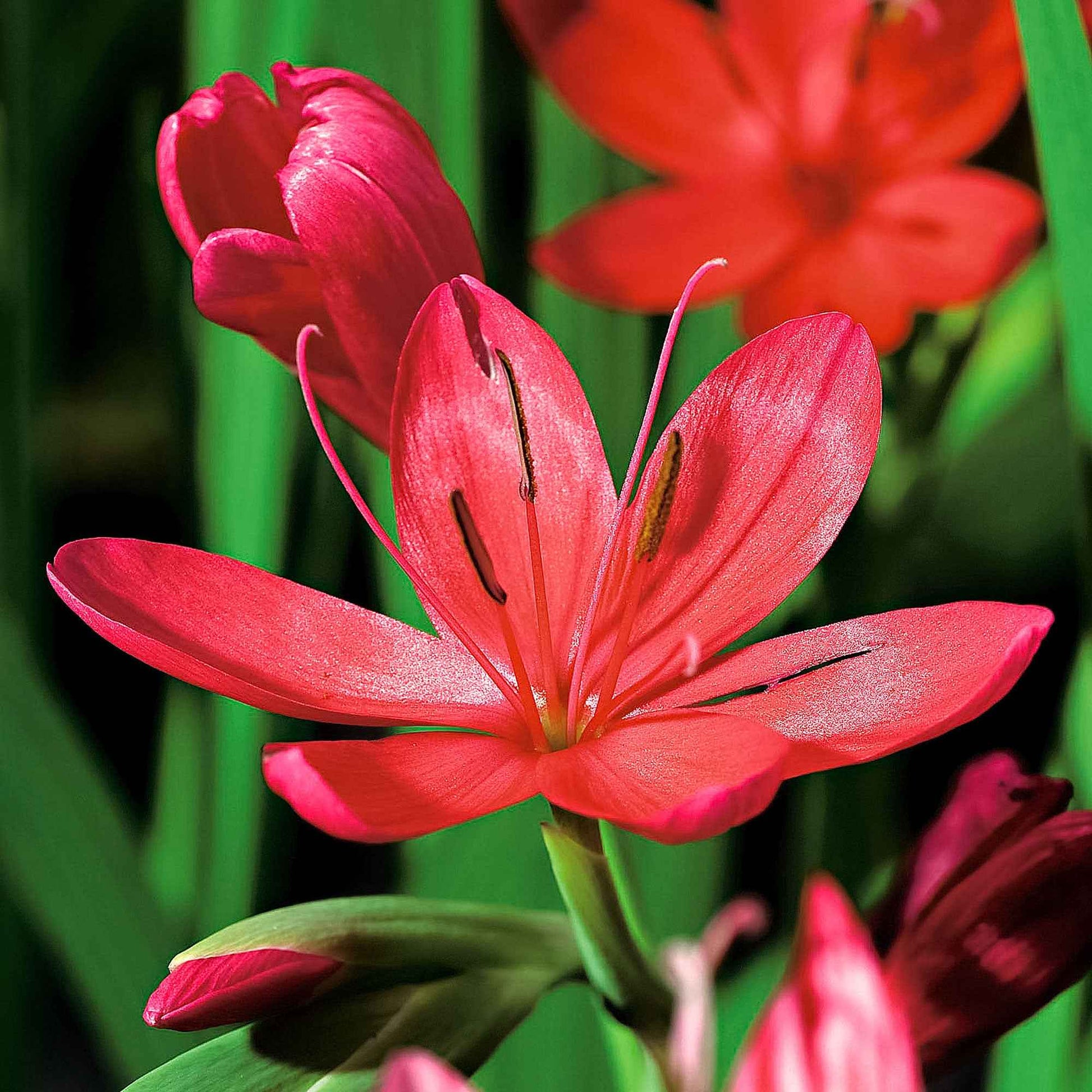 Schizostylis coccinea major - Kaffernlilie 'Major' - Alle Teichpflanzen