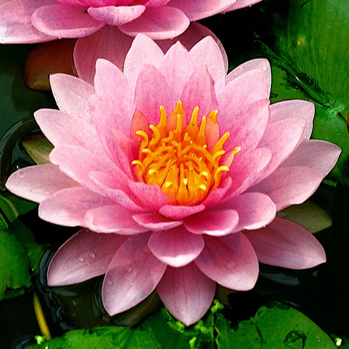 Hollandia Seerose - Bakker