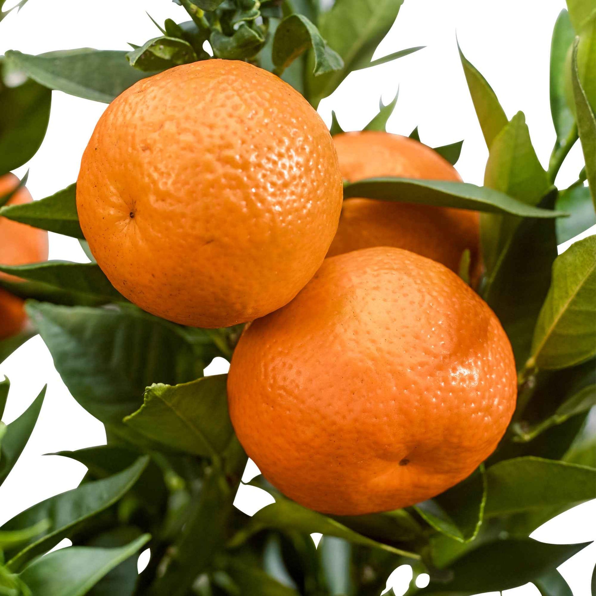 Mandarinenbaum - Citrus reticulata - Bakker
