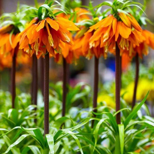 Kaiserkrone 'Orange Beauty' - Bakker