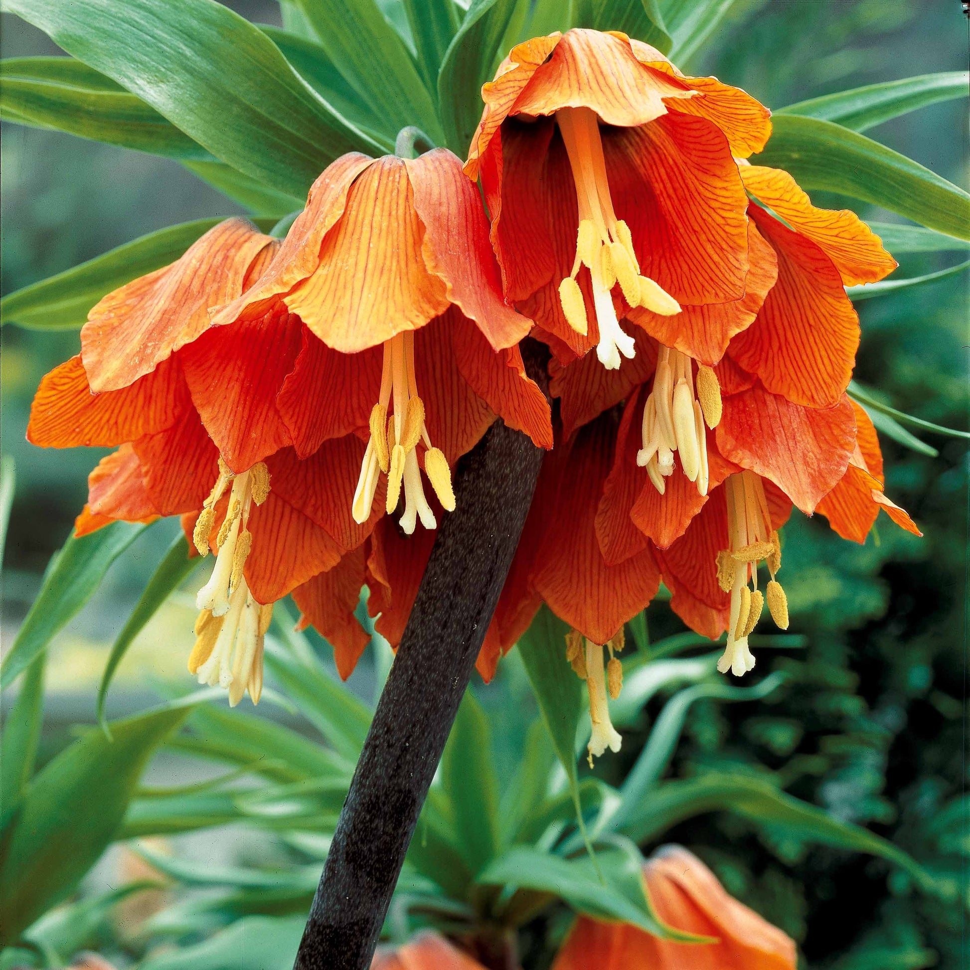 Kaiserkrone 'Orange Beauty' - Fritillaria imperialis - Bakker