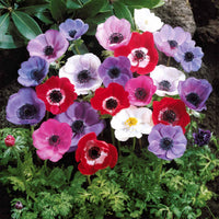 Verkauf Anemone 'De Caen' Mischung - Anemone coronaria de Caen