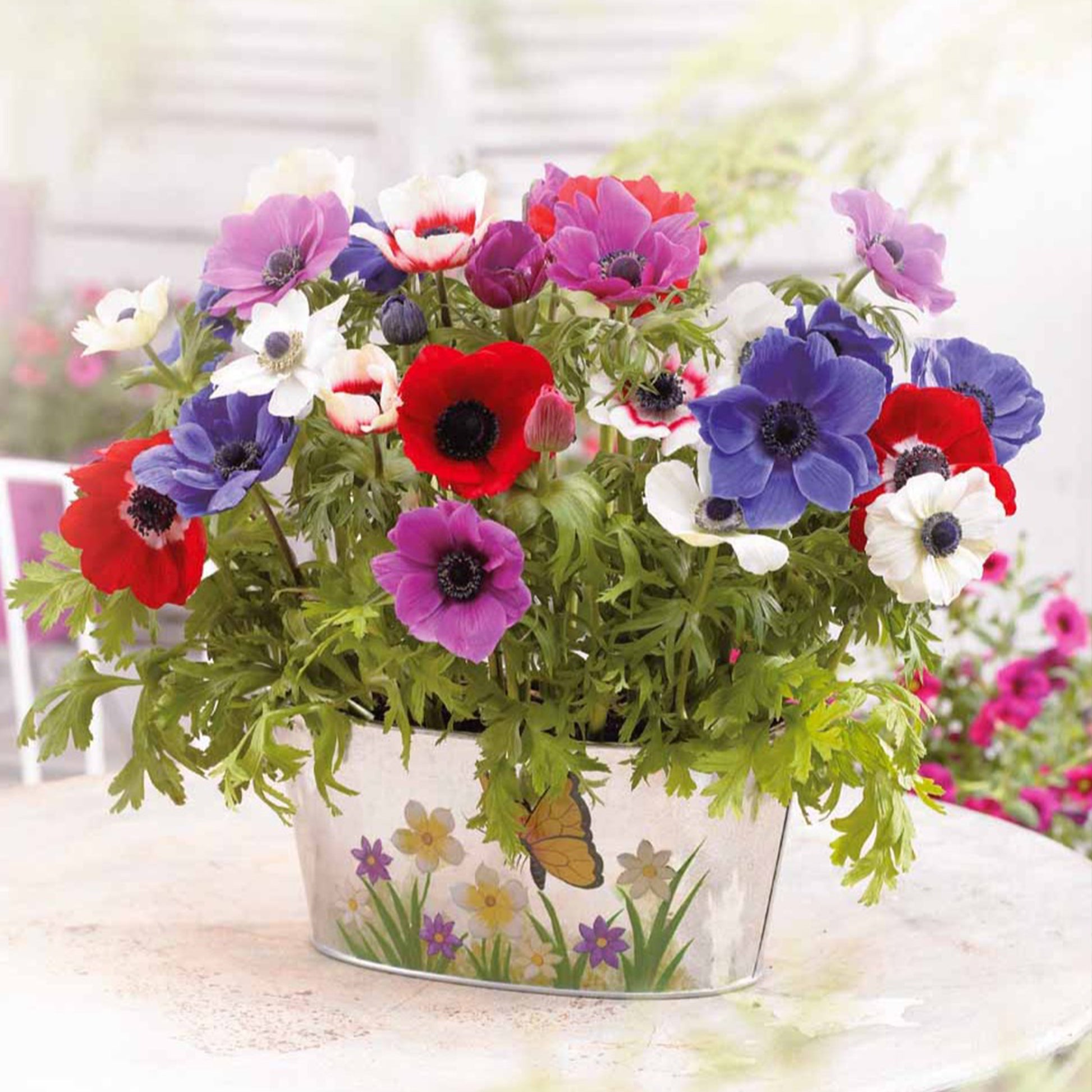 Anemonen-Zwiebeln - Anemone 'De Caen' Mischung - Anemone coronaria de Caen