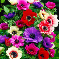 Verkauf Anemone 'De Caen' Mischung