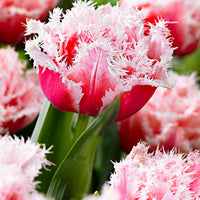 Gefranste, gefüllte Tulpe ‘Queensland’ (x5) - Bakker