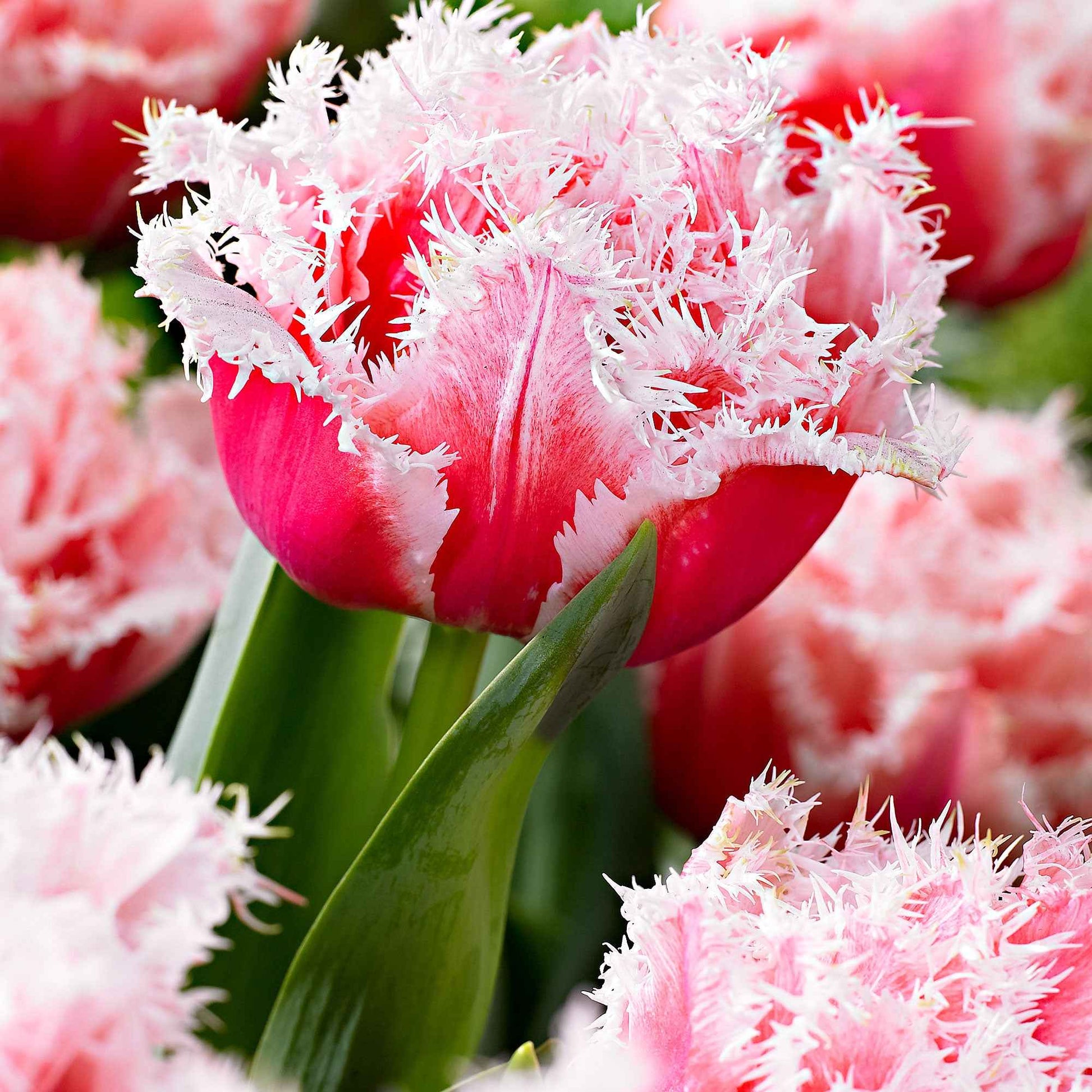 Gefranste, gefüllte Tulpe ‘Queensland’ (x5) - Bakker