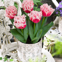Tulipa queensland - Gefranste, gefüllte Tulpe ‘Queensland’ (x5) - Tulpen-Zwiebeln