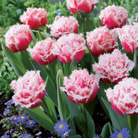 Gefranste, gefüllte Tulpe ‘Queensland’ (x5) - Tulipa queensland - Bakker