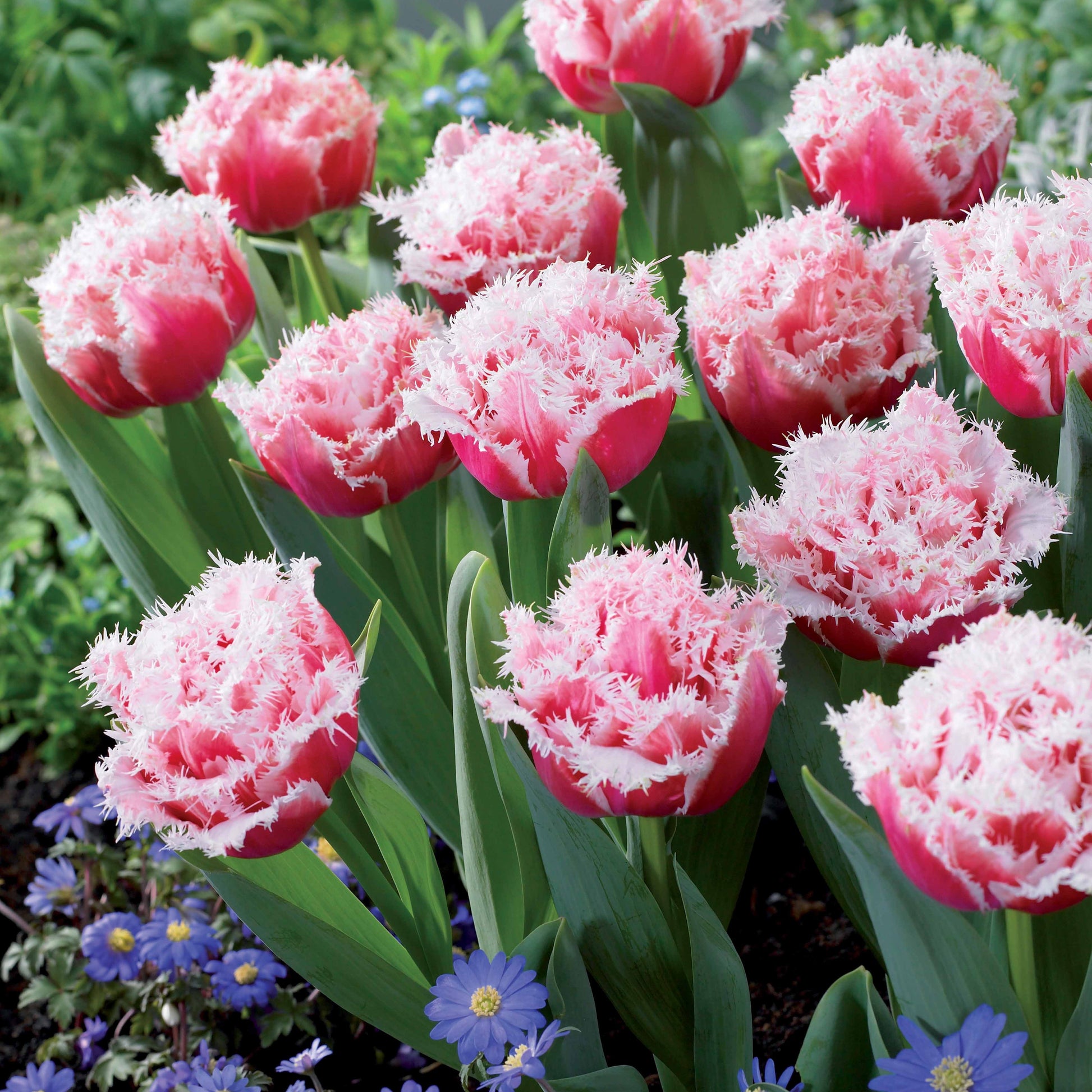 Gefranste, gefüllte Tulpe ‘Queensland’ (x5) - Tulipa queensland - Bakker