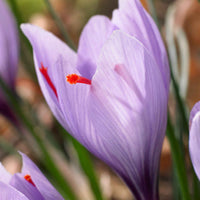 Krokus-Zwiebeln - Krokus Crocus sativus (x10) - Crocus sativus