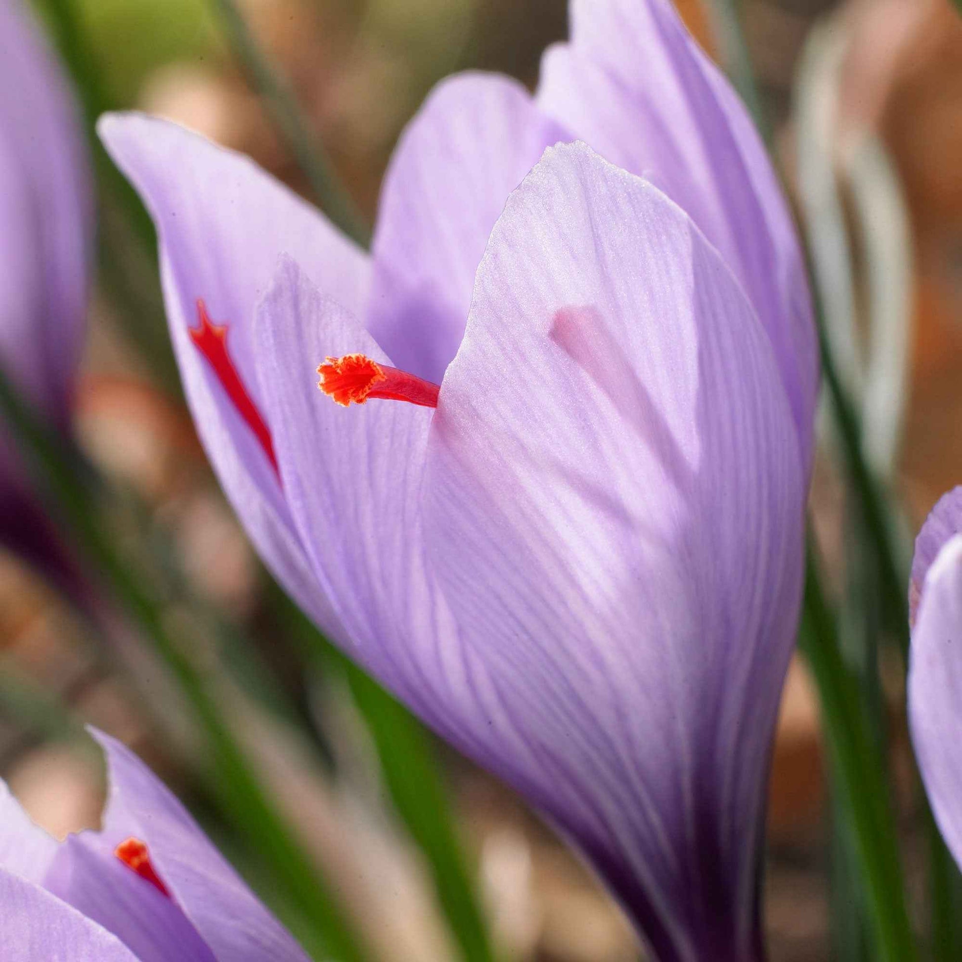 Krokus-Zwiebeln - Krokus Crocus sativus (x10) - Crocus sativus
