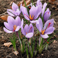 Crocus sativus - Krokus Crocus sativus (x10) - Krokus-Zwiebeln