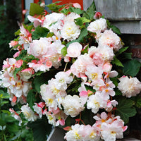 Begonie 'Angelique' (x5) - Begonia odorata angélique - Bakker