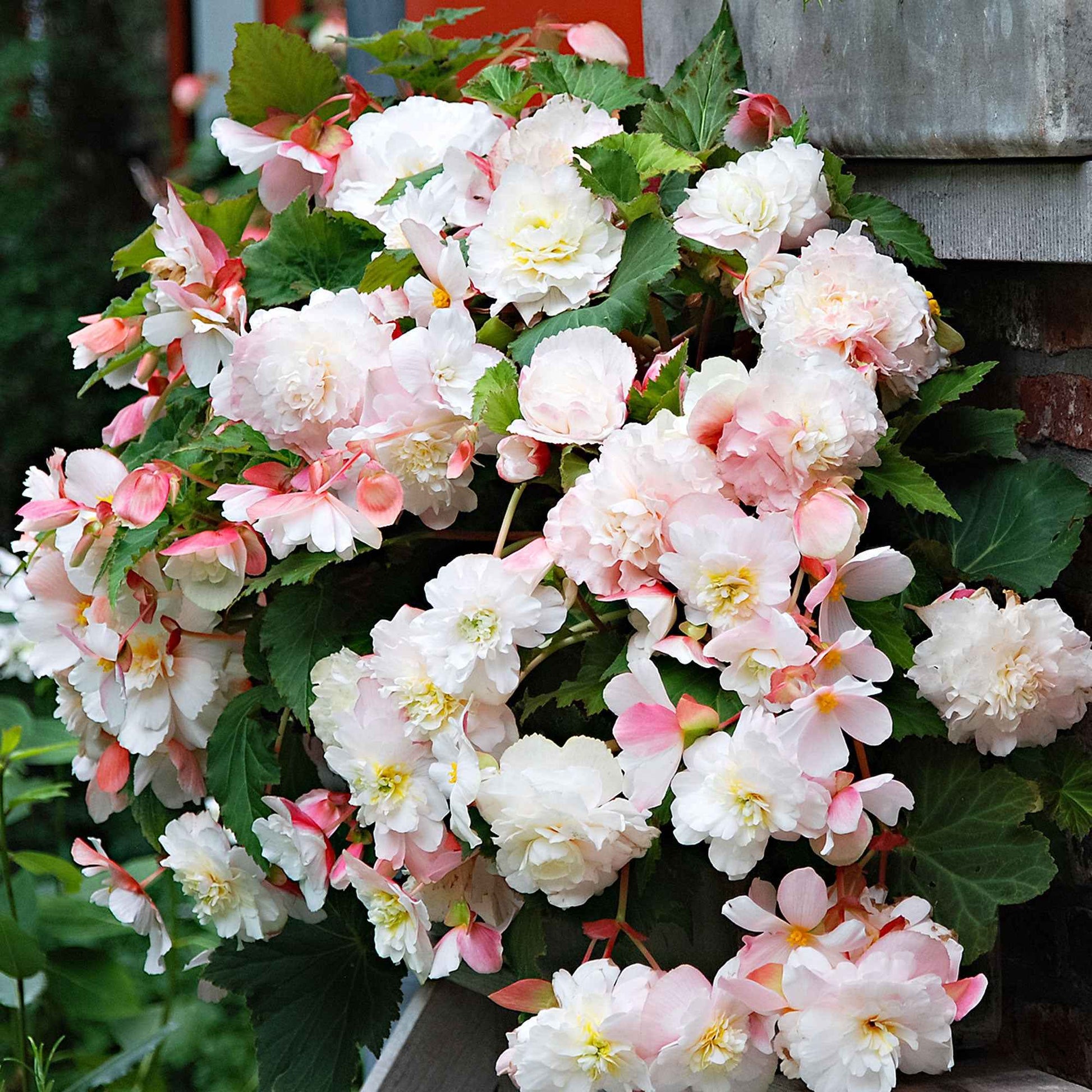 Begonie 'Angelique' (x5) - Begonia odorata angélique - Bakker