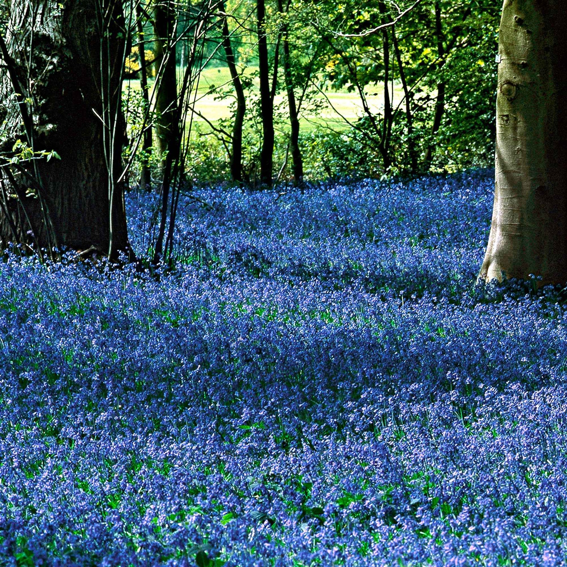 Hyazinthen-Zwiebeln - Sibirischer Blaustern - Scilla siberica