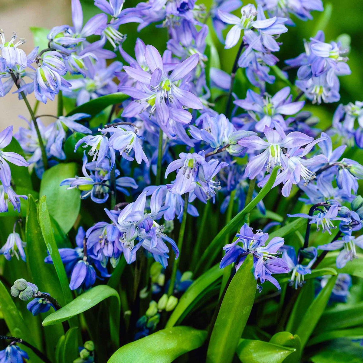 Verkauf Sibirischer Blaustern