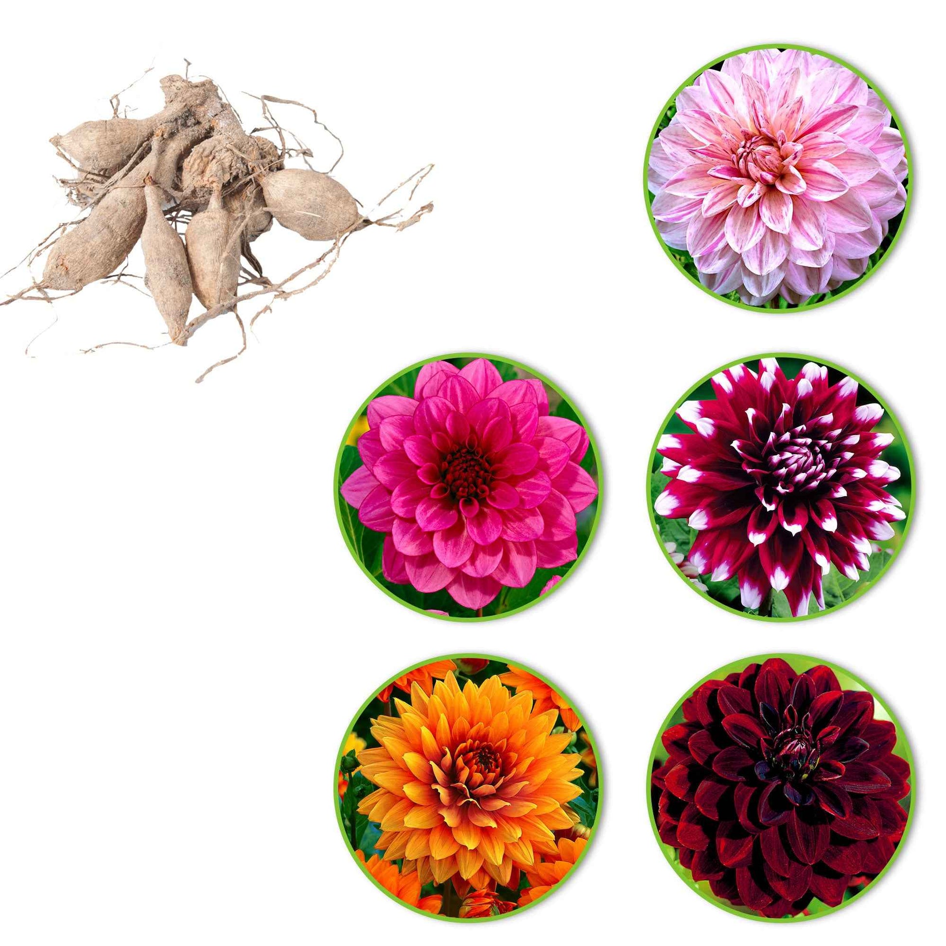Dahlia - Großblütige Dahlien Mischung (x5) - Dahlien-Zwiebeln