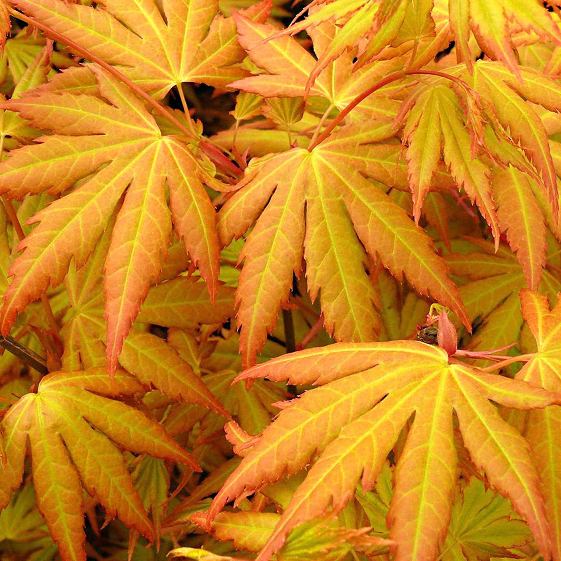 Acer palmatum Orange Dream - Fächerahorn 'Orange Dream' - Japanischer Ahorn