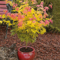 Japanischer Ahorn - Fächerahorn 'Orange Dream' - Acer palmatum Orange Dream
