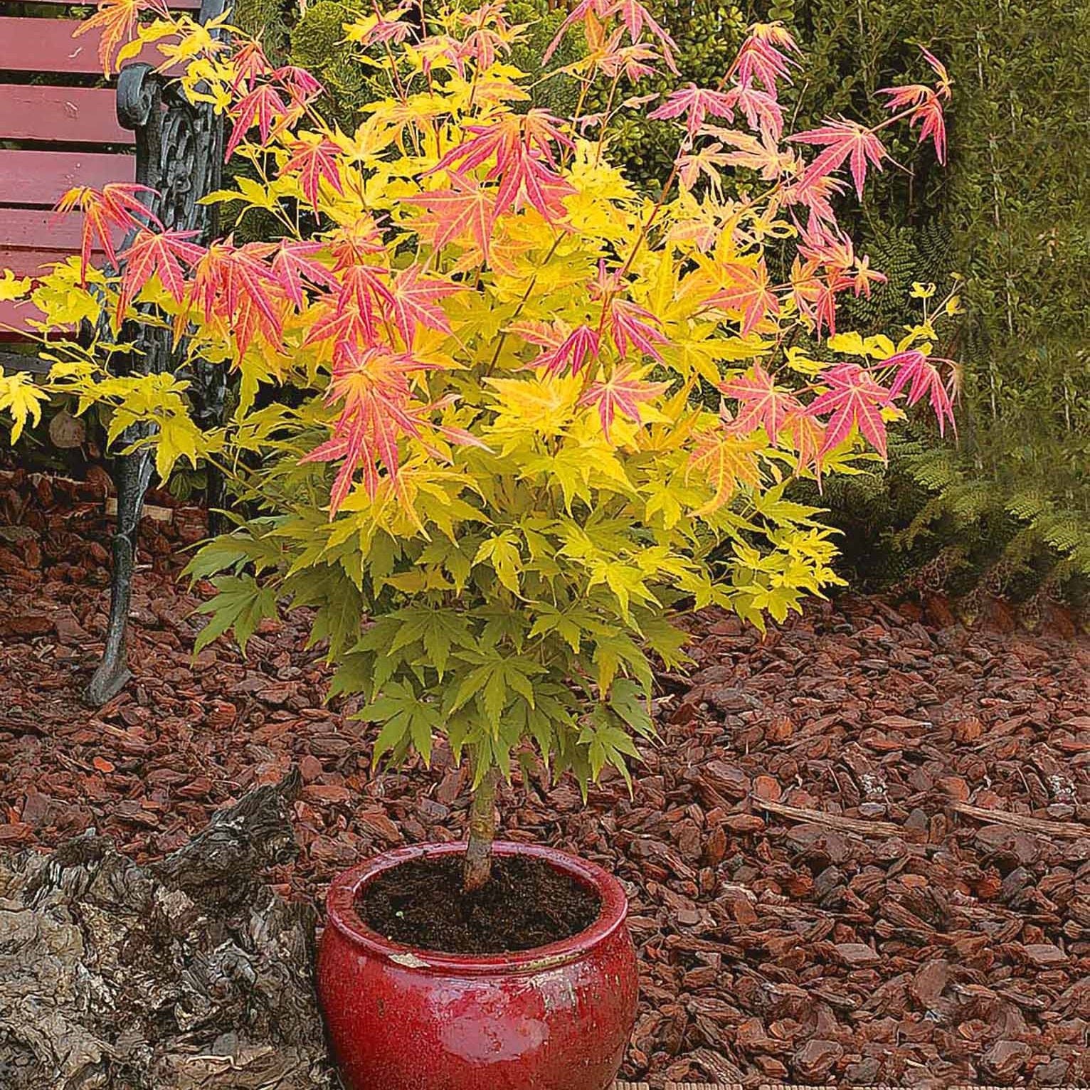 Japanischer Ahorn - Fächerahorn 'Orange Dream' - Acer palmatum Orange Dream