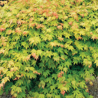 Verkauf Fächerahorn 'Orange Dream' - Acer palmatum Orange Dream