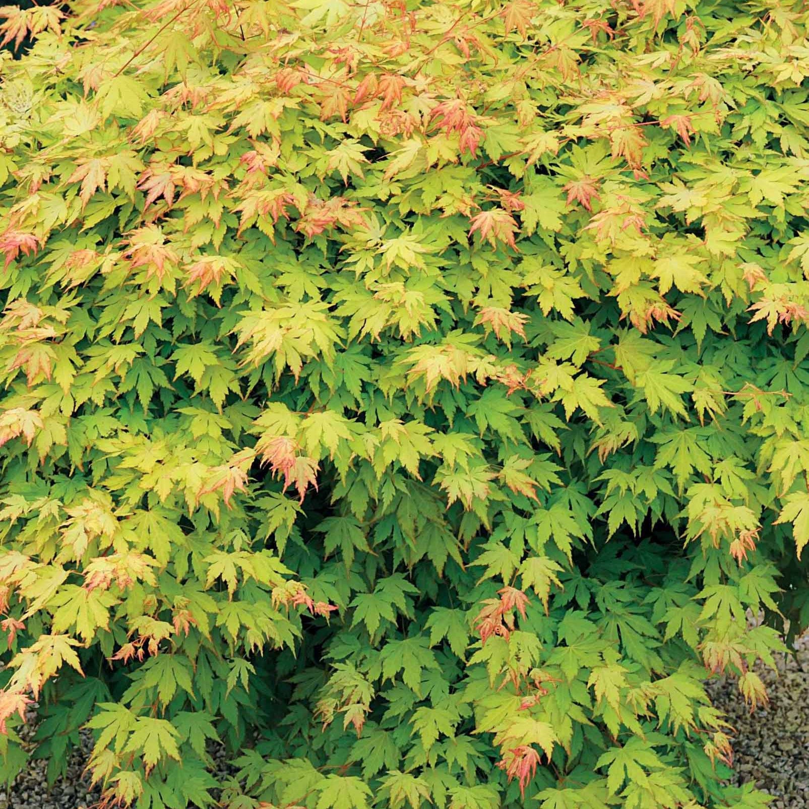 Verkauf Fächerahorn 'Orange Dream' - Acer palmatum Orange Dream