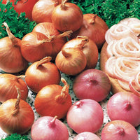 Rote Schalotte 'Red Sun' - Allium ascalonicum red sun - Bakker