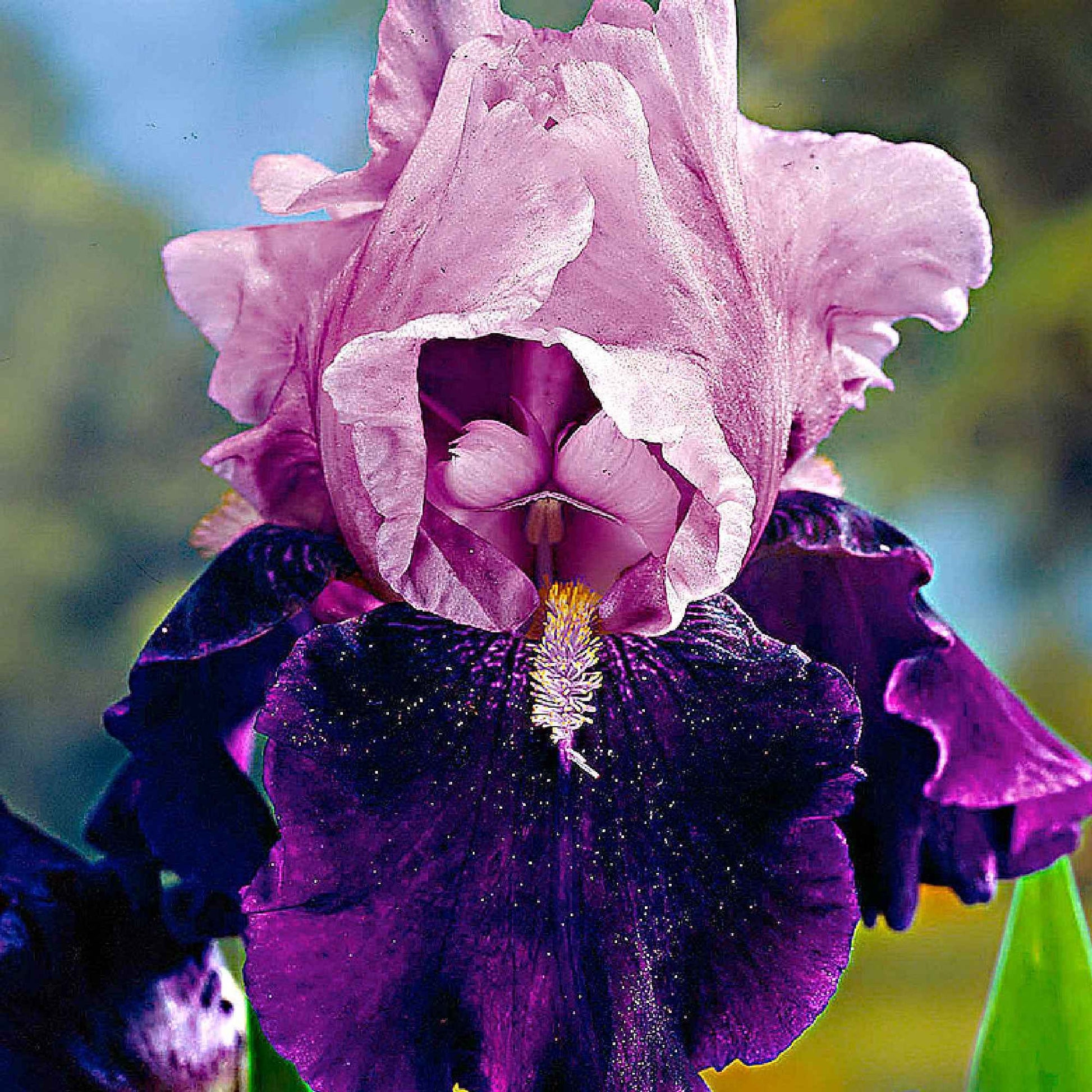 Schwertlilien Mischung 'Magic Melange' (x5) - Iris germanica - Bakker