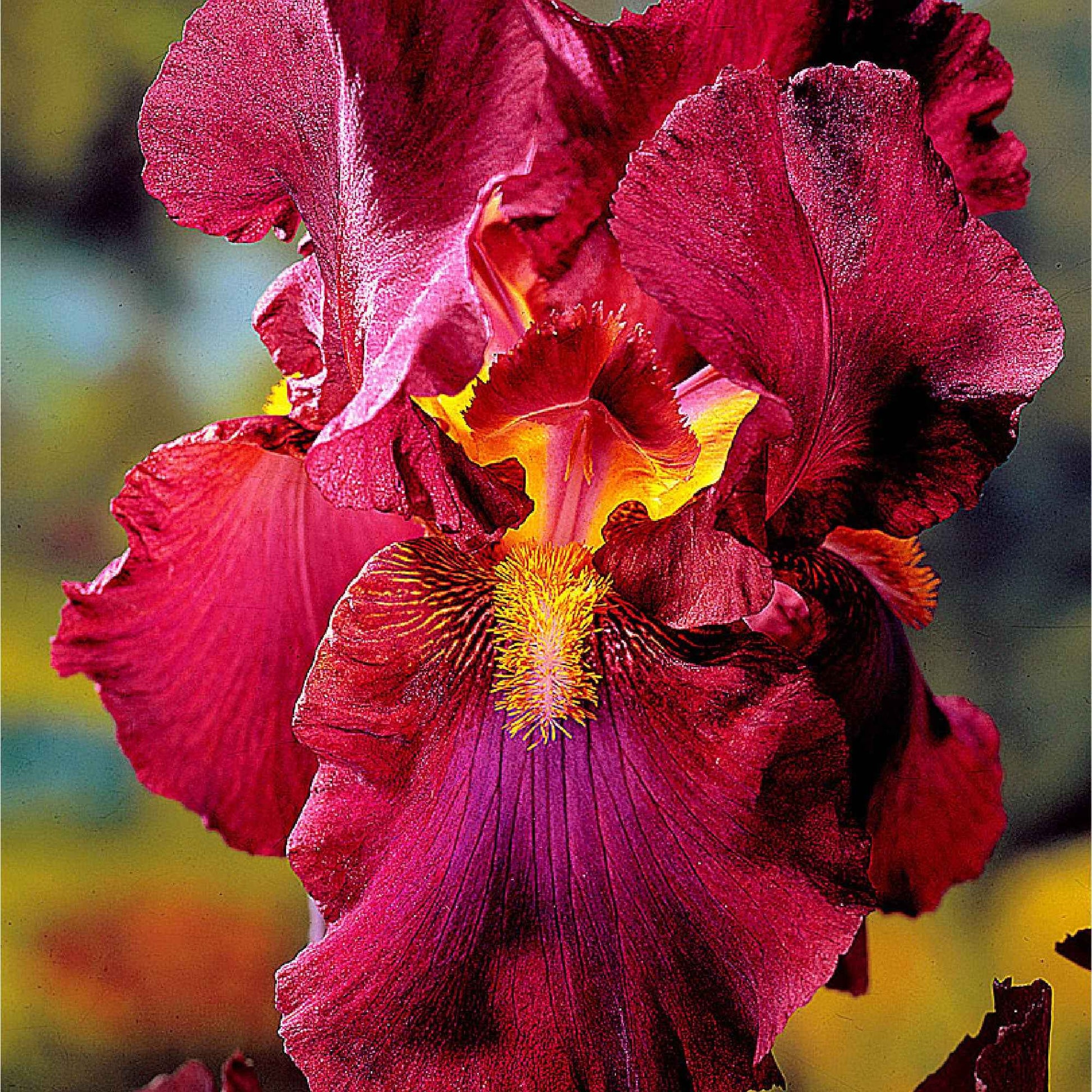 Iris germanica - Schwertlilien Mischung 'Magic Melange' (x5) - Iris germanica - Deutsche Schwertlilie