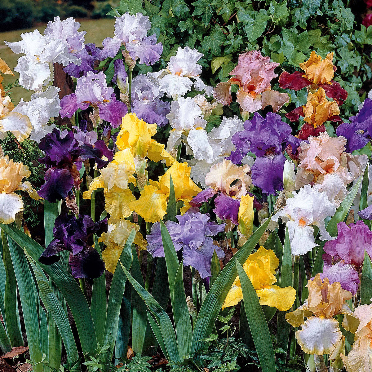 Schwertlilie Mischung 'Vibrant Beauty' (x5) - Bakker