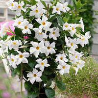 Dipladenia - Dipladenie - Chilenischer Jasmin - Mandevilla laxa