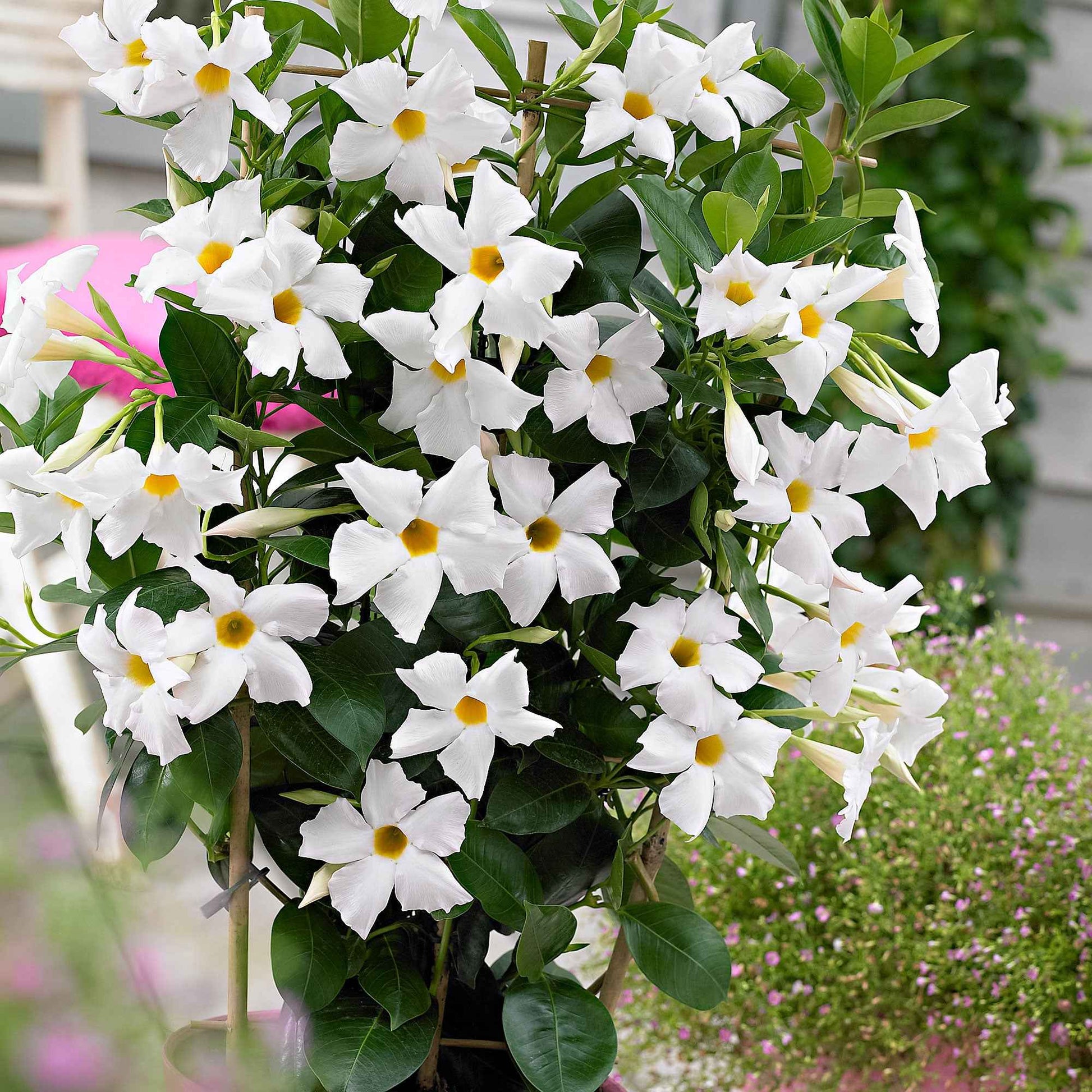 Dipladenia - Dipladenie - Chilenischer Jasmin - Mandevilla laxa