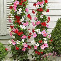 Dipladenia Mischung (x3) - Bakker