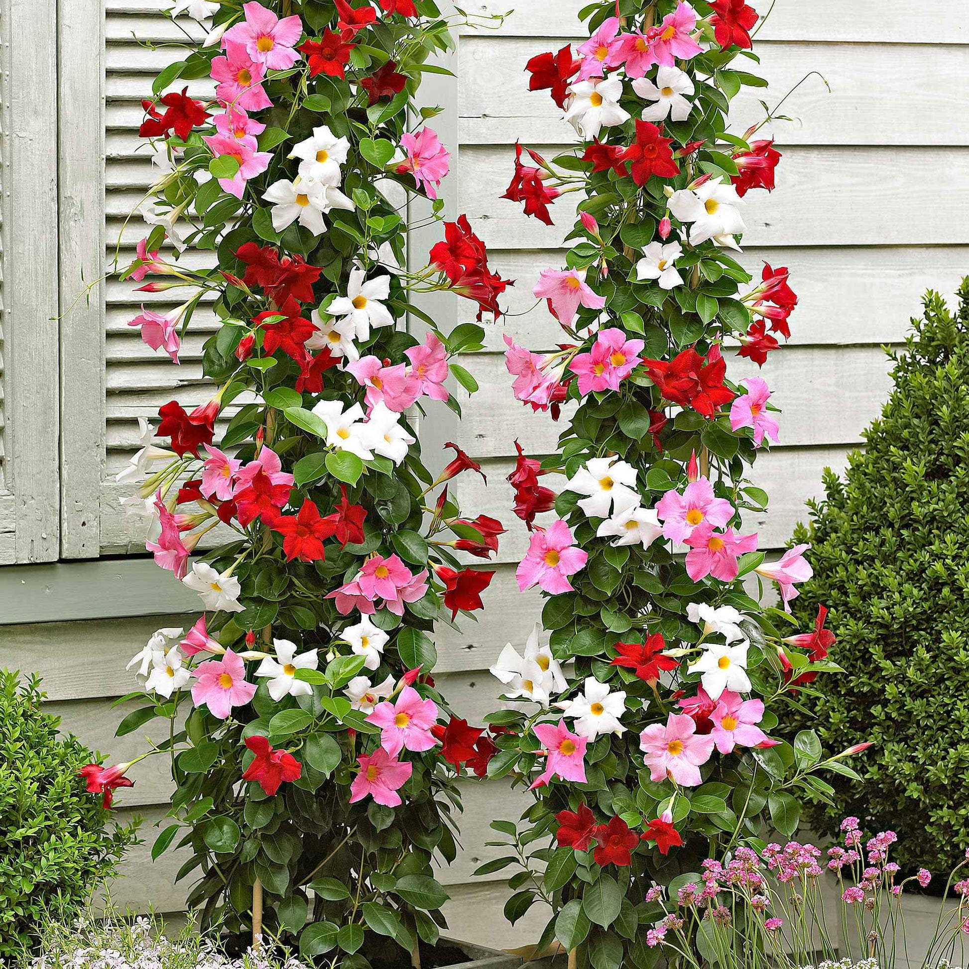 Dipladenia Mischung (x3) - Bakker