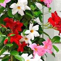 Dipladenia Mischung (x3) - Dipladenia - Bakker