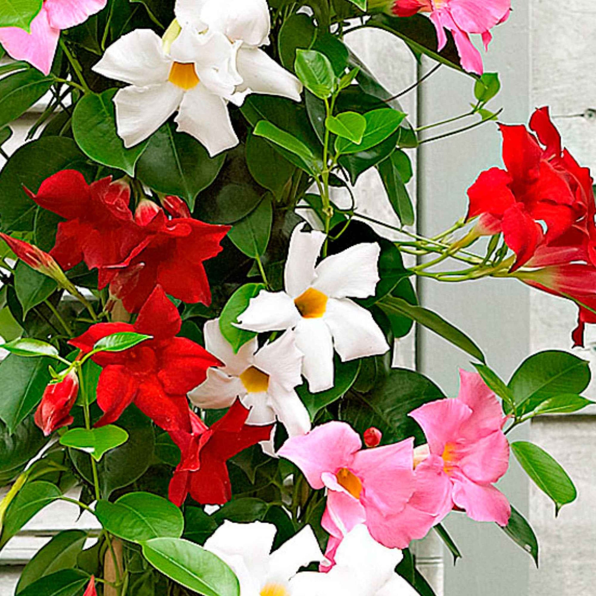 Dipladenia Mischung (x3) - Dipladenia - Bakker