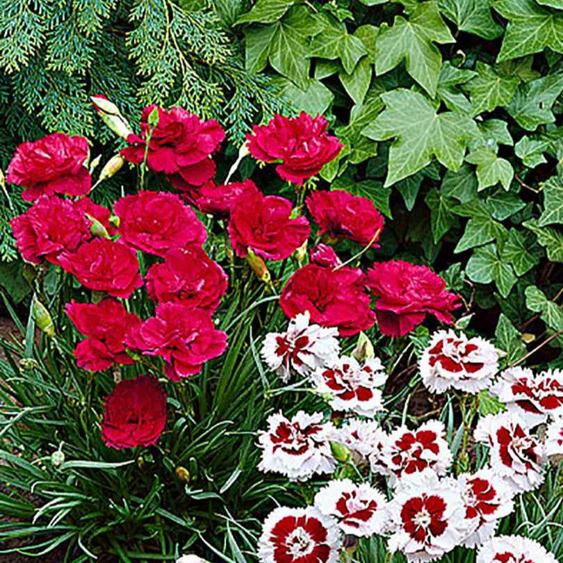 Duft-Nelke ‘David’ - Dianthus plumarius David - Bakker