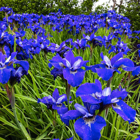 Sibirische Schwertlilie ‘Blue Bird’ (x3) - Bakker