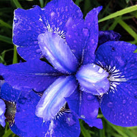Sibirische Schwertlilie ‘Blue Bird’ (x3) - Iris sibirica blue bird - Bakker