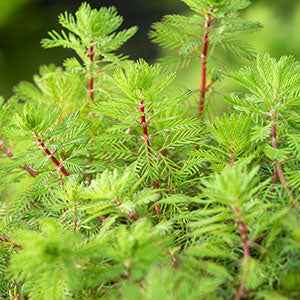 Tausendblatt 'Red Stem' - Bakker