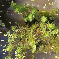 Wasserpflanzen nach Teichtyp - Tausendblatt 'Red Stem' - Myriophyllum rubricaule Red Stem