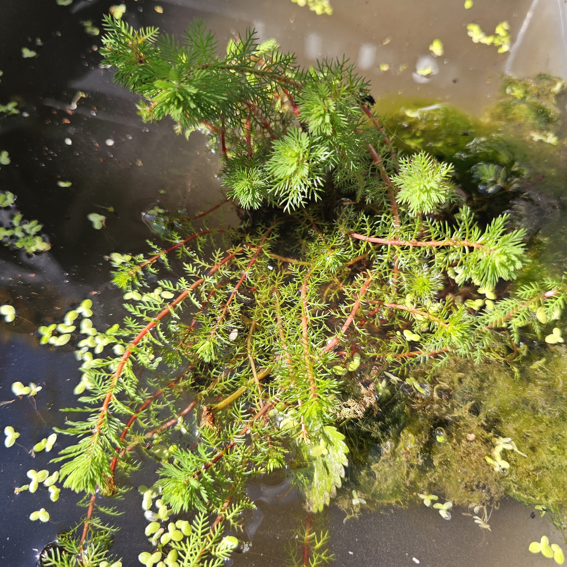 Wasserpflanzen nach Teichtyp - Tausendblatt 'Red Stem' - Myriophyllum rubricaule Red Stem