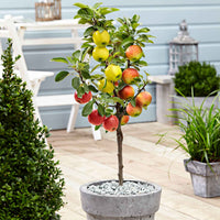 Apfelbaum auf Stamm, 3 Sorten in 1 - Bakker