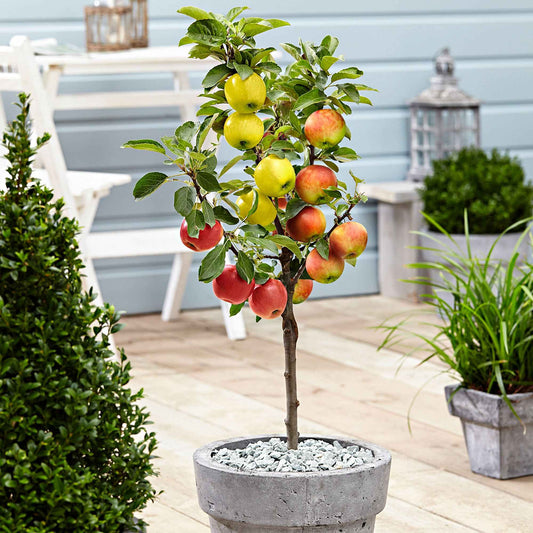 Apfelbaum auf Stamm, 3 Sorten in 1 - Bakker