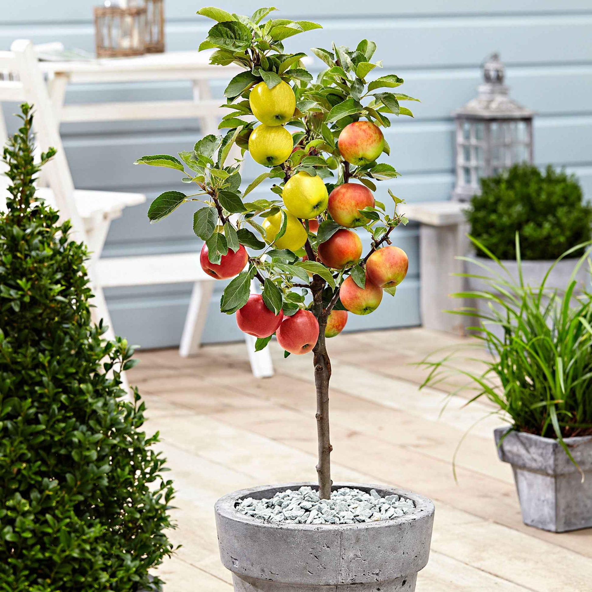 Apfelbaum auf Stamm, 3 Sorten in 1 - Bakker