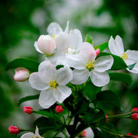 Apfelbaum auf Stamm, 3 Sorten in 1 - Malus domestica Jonagored, Golden Delicious, Elstar - Bakker